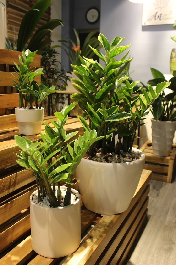 6 loại cây phong thủy giúp nhà giàu trấn giữ của cải và tài vận - Ảnh 3.