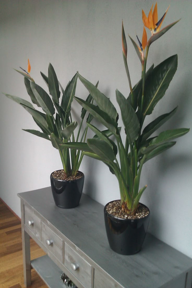 6 loại cây phong thủy giúp nhà giàu trấn giữ của cải và tài vận - Ảnh 12.