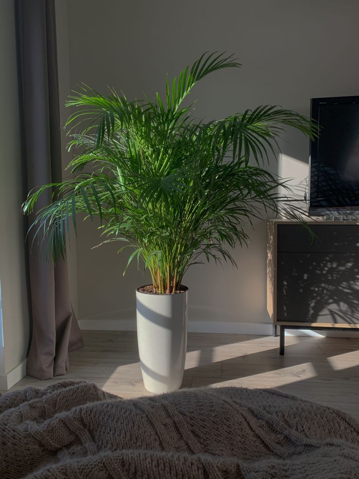 6 loại cây phong thủy giúp nhà giàu trấn giữ của cải và tài vận - Ảnh 16.