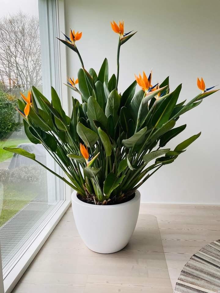 6 loại cây phong thủy giúp nhà giàu trấn giữ của cải và tài vận - Ảnh 10.