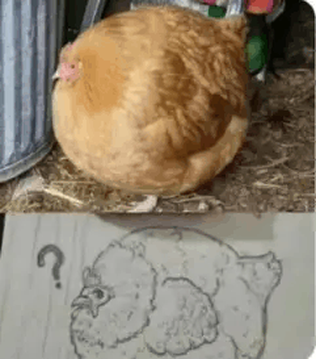 Câu chuyện hài hước về bức tranh con gà của học sinh và lời phê của cô giáo - Ảnh 2.