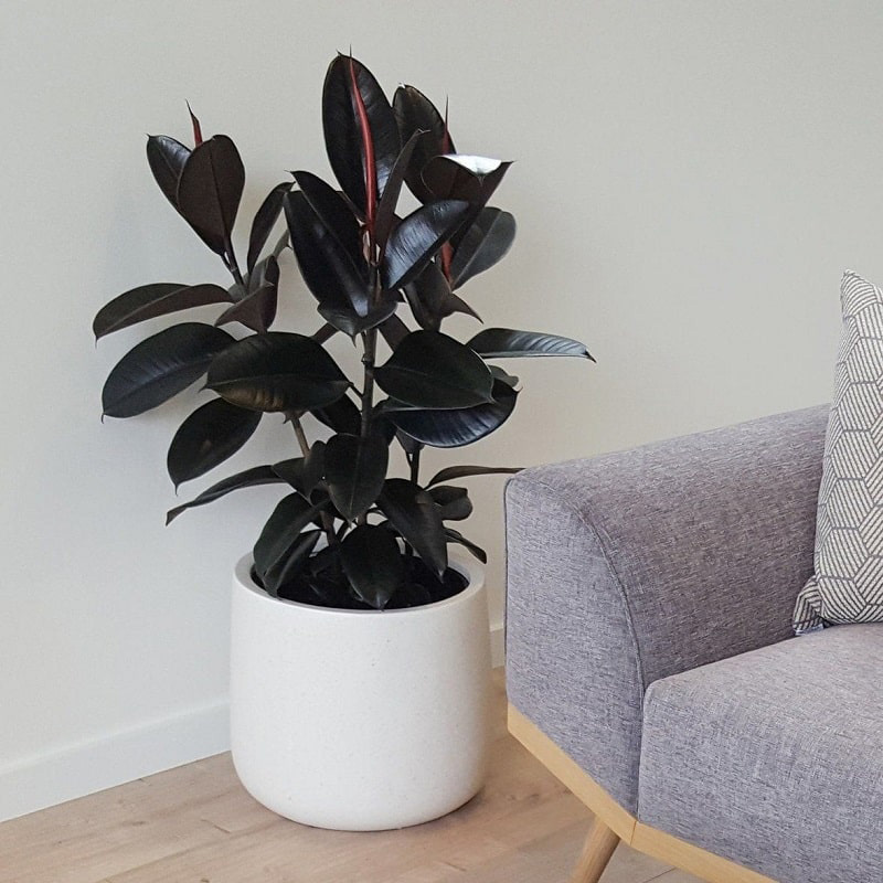 6 loại cây phong thủy giúp nhà giàu trấn giữ của cải và tài vận - Ảnh 7.