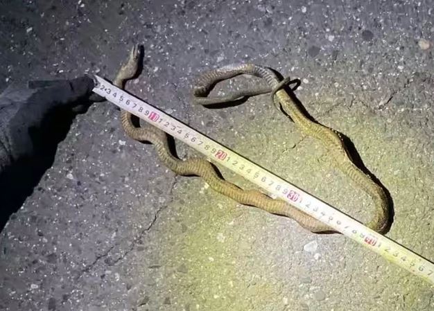 Hàng trăm hành khách đi tàu cao tốc bị mắc kẹt vì một con rắn- Ảnh 1.