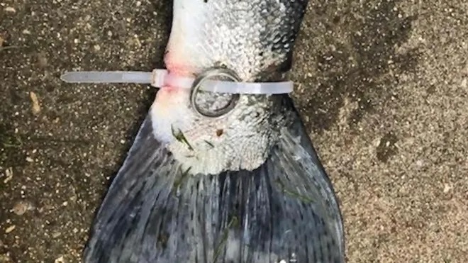 Kỳ lạ: Cần thủ c&acirc;u được con c&aacute; với chiếc nhẫn đ&iacute;nh kim cương gắn ở đu&ocirc;i - Ảnh 2.