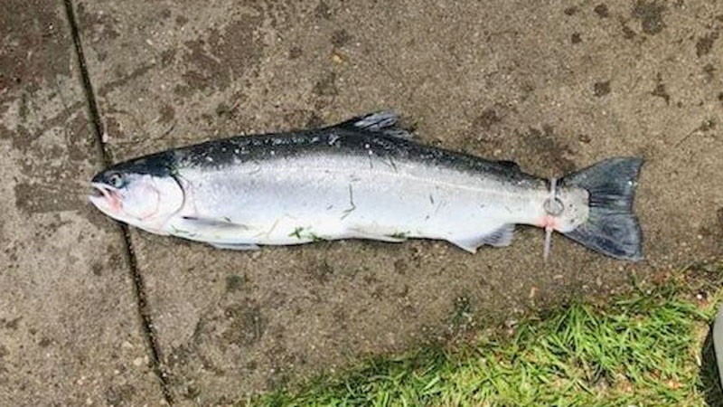 Kỳ lạ: Cần thủ c&acirc;u được con c&aacute; với chiếc nhẫn đ&iacute;nh kim cương gắn ở đu&ocirc;i- Ảnh 1.