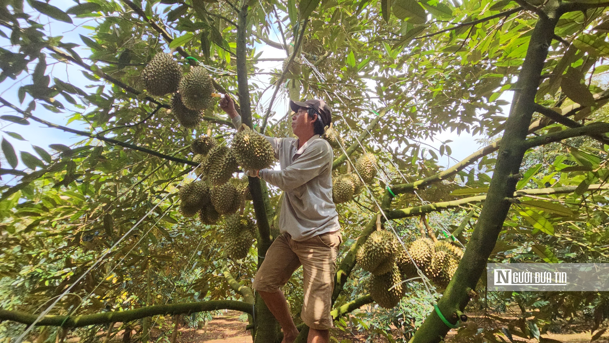 V&igrave; sao doanh nghiệp khẳng định kh&ocirc;ng nh&uacute;ng thuốc vẫn ph&aacute;t hiện chất v&agrave;ng &ocirc; trong sầu ri&ecirc;ng?- Ảnh 3.