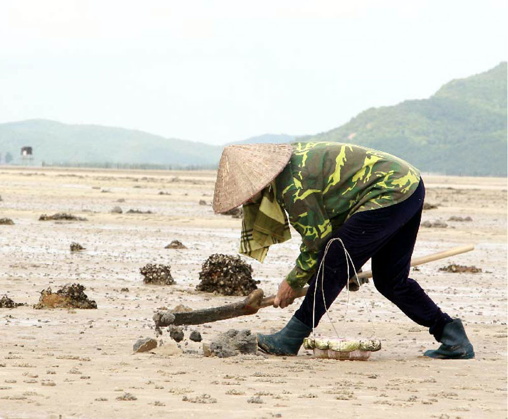 Loài giun biển từng nghĩ đến đã sợ nay lột xác thành 'mì chính của nhà giàu', giá lên đến 10 triệu đồng/kg - Ảnh 2.