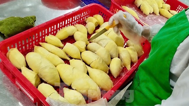 'Báo động đỏ' sầu riêng Việt Nam - Ảnh 1.