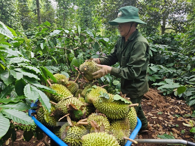 'Báo động đỏ' sầu riêng Việt Nam - Ảnh 2.