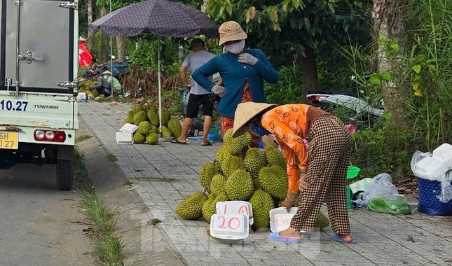 Giá lao dốc, xuất khẩu bất thành, người trồng sầu riêng vỡ mộng? - Ảnh 1.
