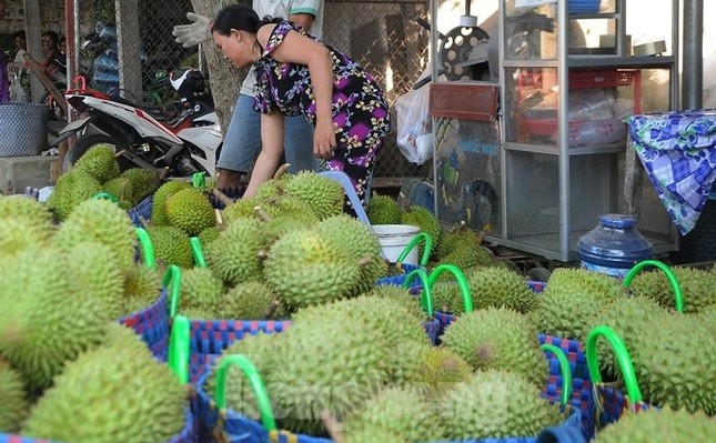 Giá lao dốc, xuất khẩu bất thành, người trồng sầu riêng vỡ mộng? - Ảnh 2.