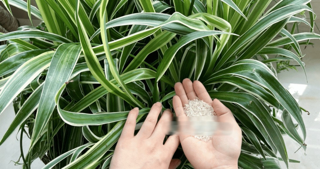 5 "bí mật" của gạo khiến 90% người kinh ngạc: Không ngờ thứ ăn hàng ngày lại "đỉnh chóp" như thế! - Ảnh 5. 5 "bí mật" của gạo khiến 90% người kinh ngạc: Không ngờ thứ ăn hàng ngày lại "đỉnh chóp" như thế! - Ảnh 5.