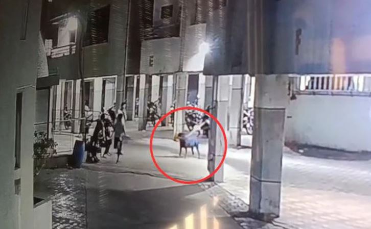 Bé trai 6 tuổi bị chó hoang tấn công tử vong, xót xa lời kể của hàng xóm- Ảnh 2.