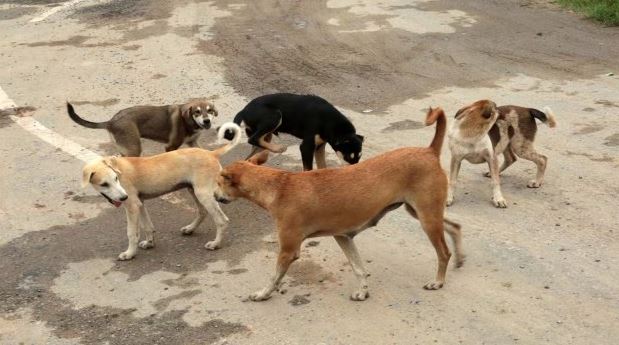 Bé trai 6 tuổi bị chó hoang tấn công tử vong, xót xa lời kể của hàng xóm- Ảnh 1.