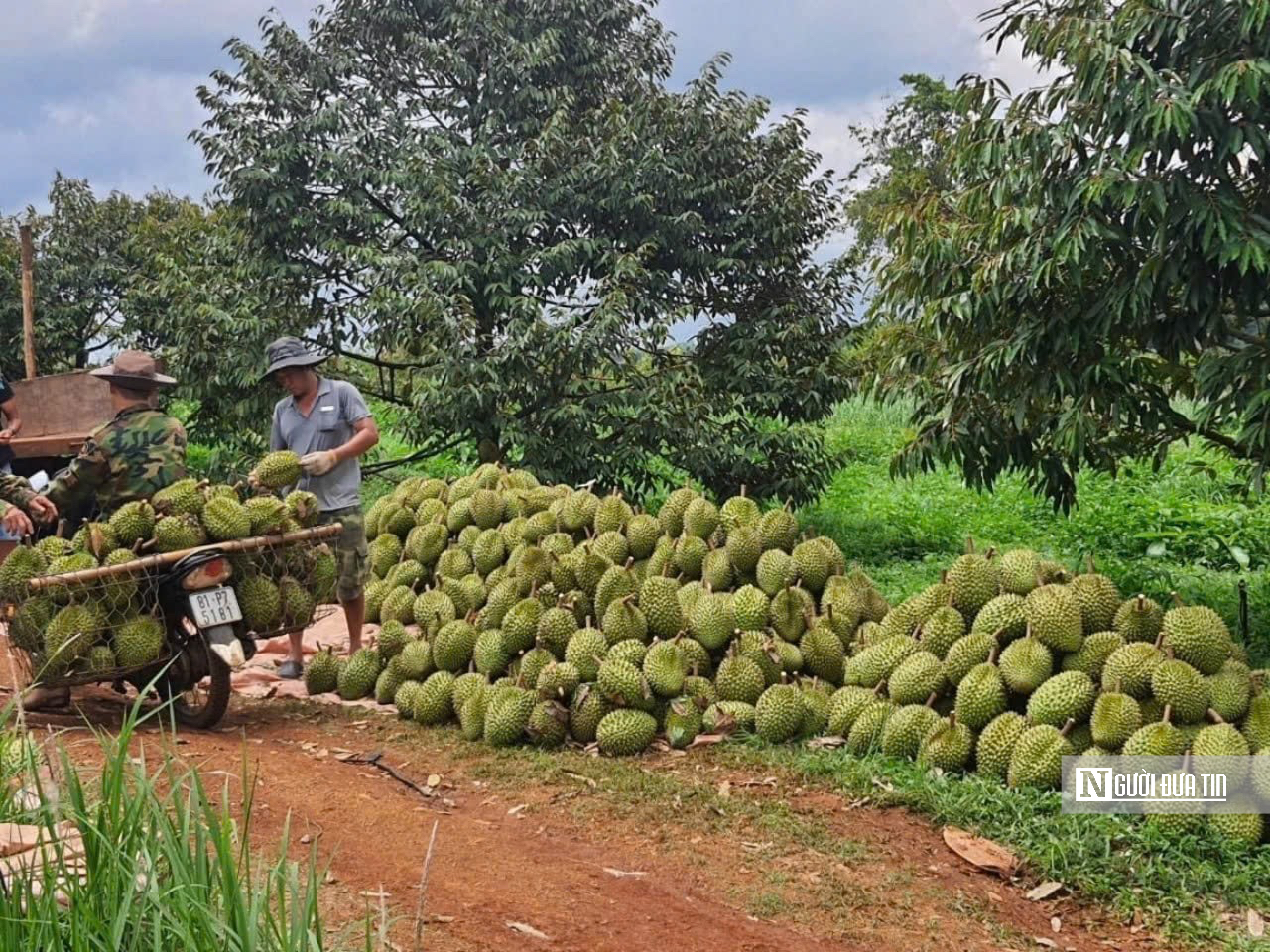Bước tiến quan trọng của n&ocirc;ng sản Gia Lai tr&ecirc;n h&agrave;nh tr&igrave;nh ra thị trường quốc tế- Ảnh 3.