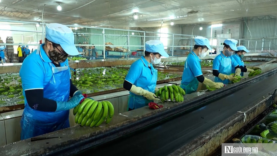 Bước tiến quan trọng của n&ocirc;ng sản Gia Lai tr&ecirc;n h&agrave;nh tr&igrave;nh ra thị trường quốc tế- Ảnh 4.