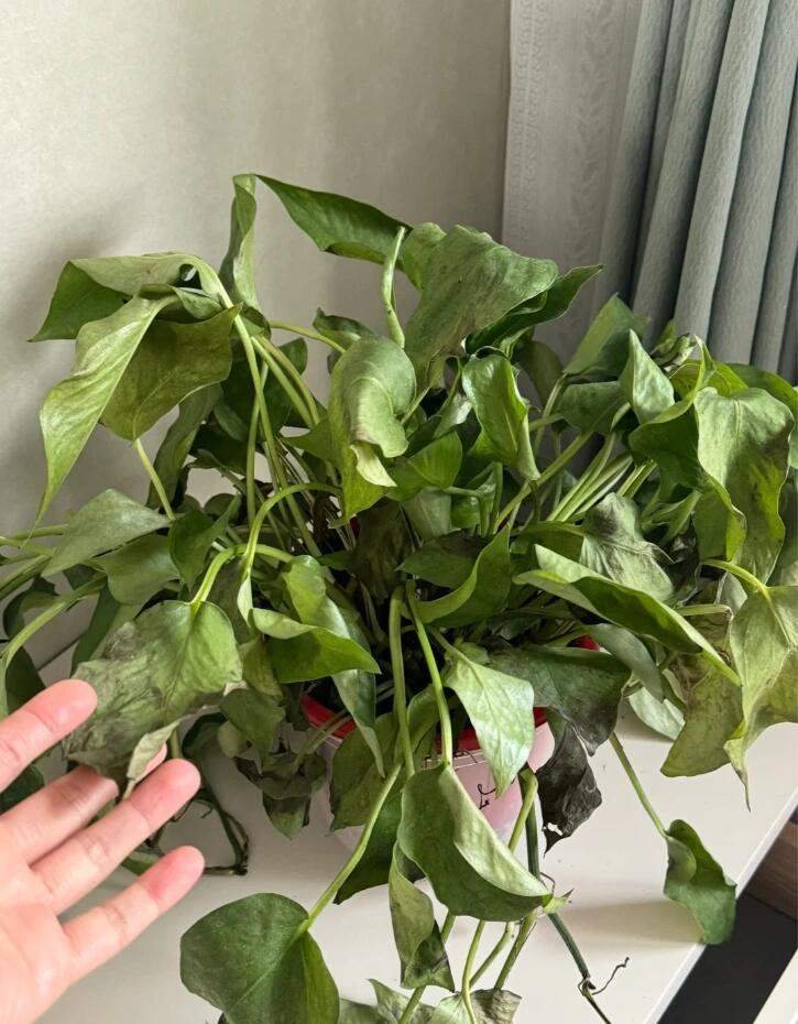 6 loại đồ cũ dù nghèo đến đâu cũng đừng giữ nếu không muốn hại sức khỏe, làm mãi không giàu- Ảnh 5.