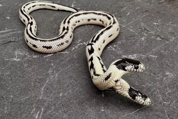 Rắn hai đầu quý hiếm giá 1,3 tỷ đồng không được bán - Ảnh 1.