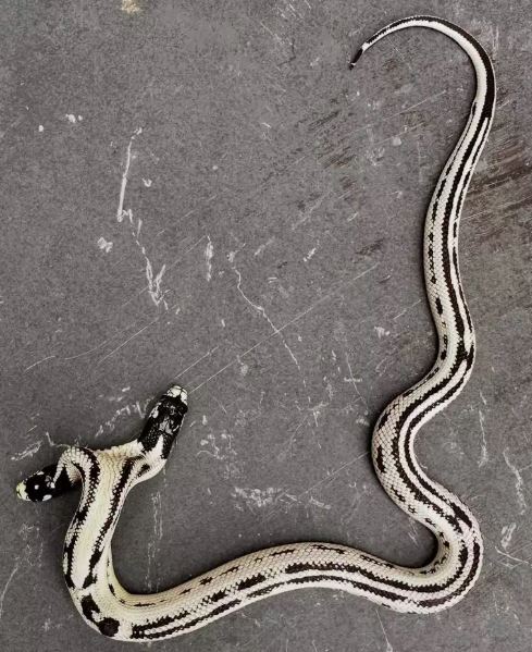 Rắn hai đầu quý hiếm giá 1,3 tỷ đồng không được bán - Ảnh 2.