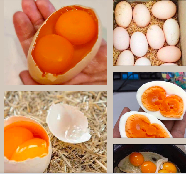 Thực hư thông tin về các loại trứng gà 2 lòng đỏ, vỏ nhiều màu sắc- Ảnh 1. Thực hư thông tin về các loại trứng gà 2 lòng đỏ, vỏ nhiều màu sắc- Ảnh 1.