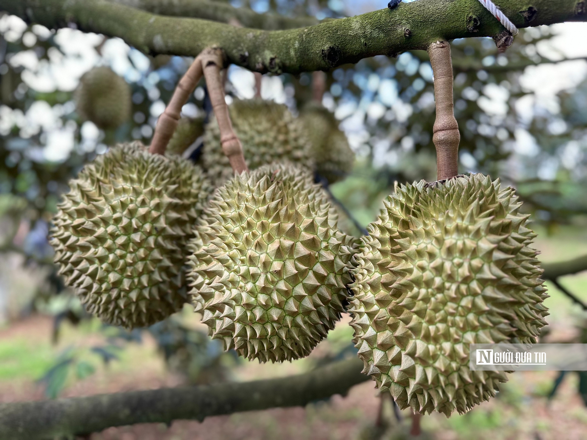 Doanh nghiệp hiến kế "bắt tay" với Th&aacute;i Lan để chinh phục thị trường sầu ri&ecirc;ng tại Trung Quốc- Ảnh 1.