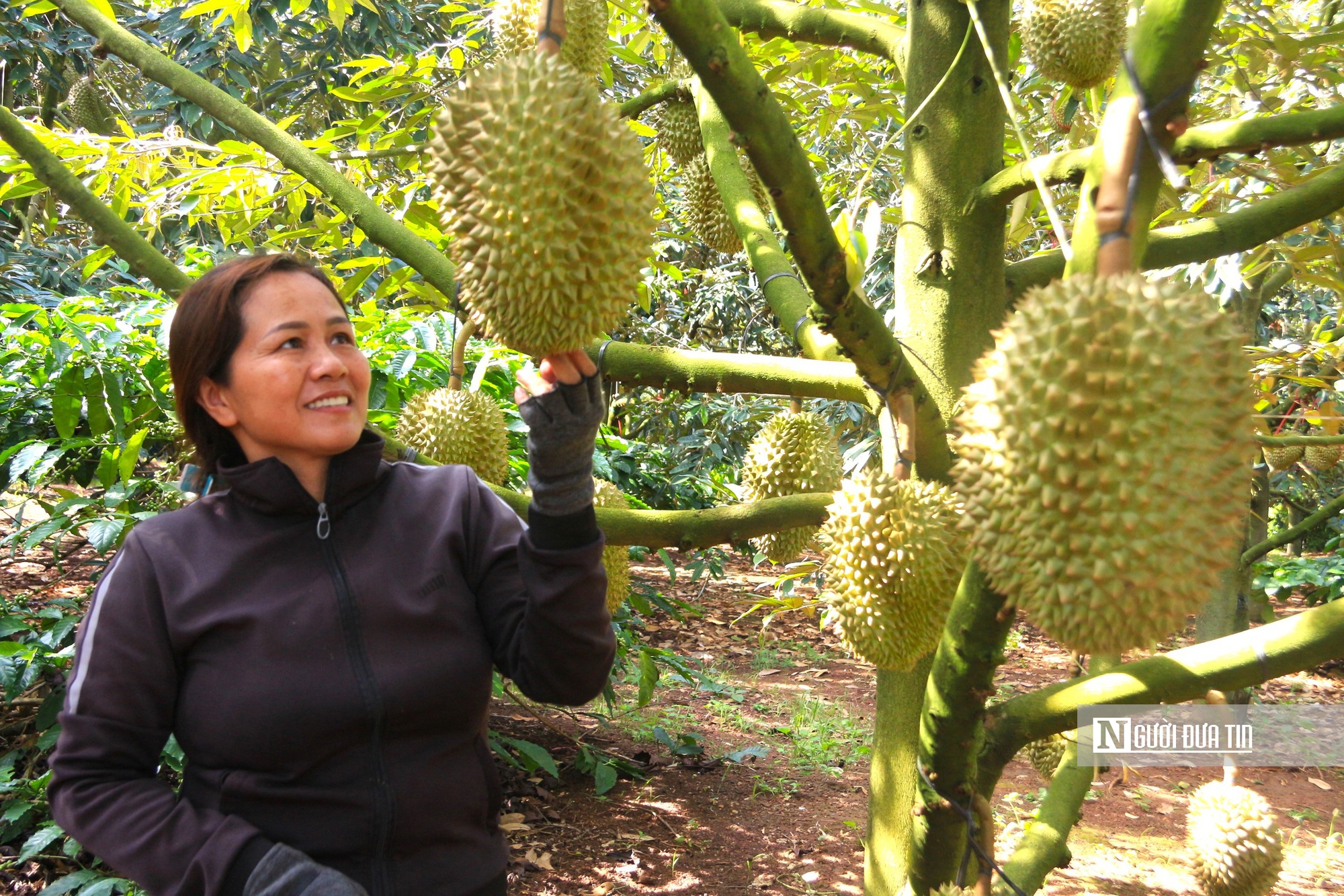Doanh nghiệp hiến kế "bắt tay" với Th&aacute;i Lan để chinh phục thị trường sầu ri&ecirc;ng tại Trung Quốc- Ảnh 4.