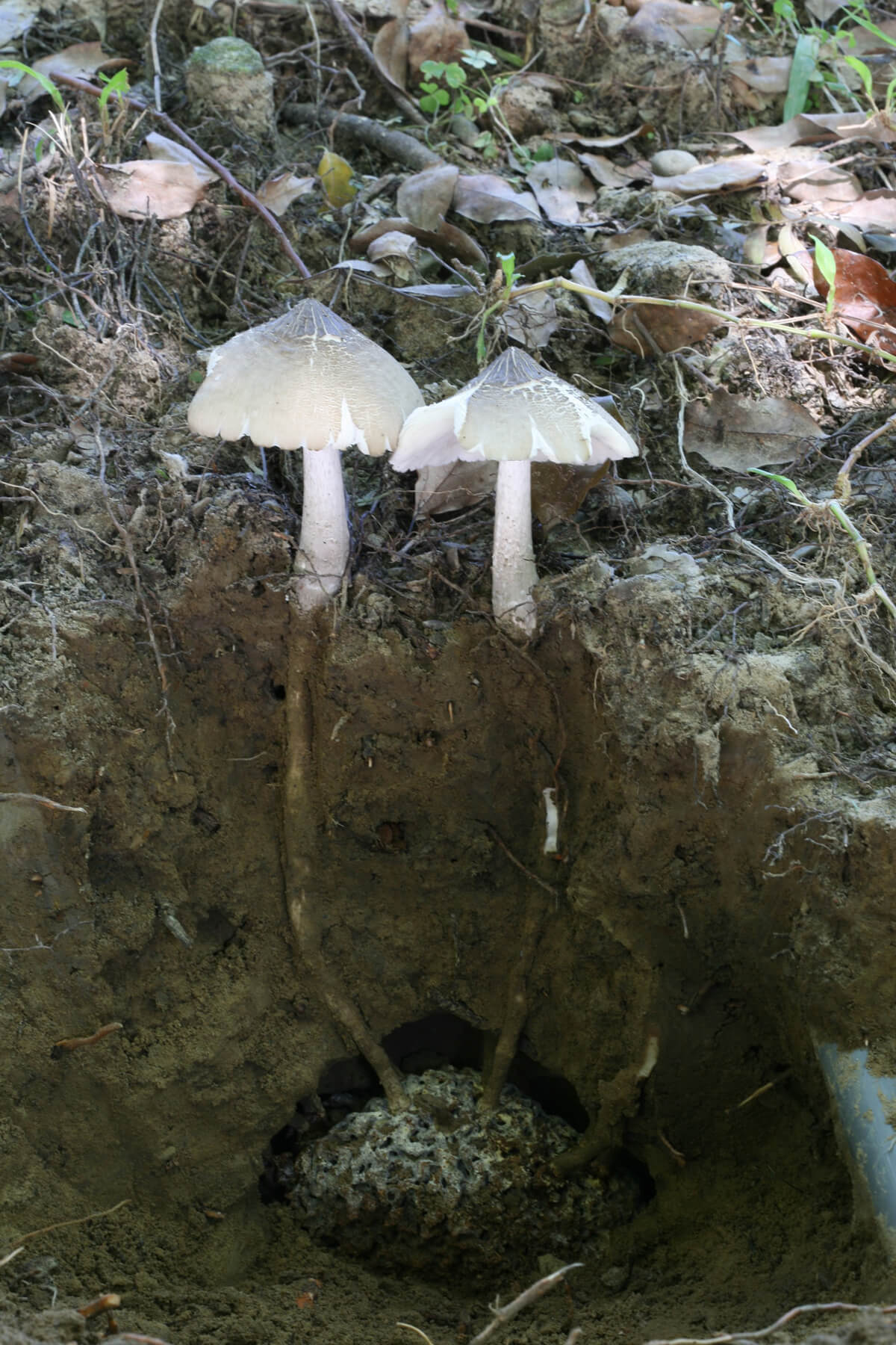 Loại nấm si&ecirc;u 'chảnh' mỗi năm chỉ mọc một lần tr&ecirc;n tổ mối, gi&aacute; h&agrave;ng triệu đồng/kg ở miền T&acirc;y - Ảnh 3.