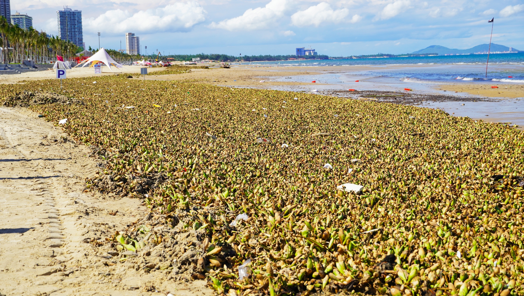 R&aacute;c đại dương "tấn c&ocirc;ng" biển B&atilde;i Sau, TP Vũng T&agrave;u - Ảnh 3.