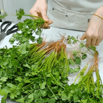 Bí quyết giữ rau thơm tươi lâu: Có nên trữ đông rau mùi (ngò rí)? Vì sao để tủ lạnh lại bị thâm đen?- Ảnh 4. Bí quyết giữ rau thơm tươi lâu: Có nên trữ đông rau mùi (ngò rí)? Vì sao để tủ lạnh lại bị thâm đen?- Ảnh 4.