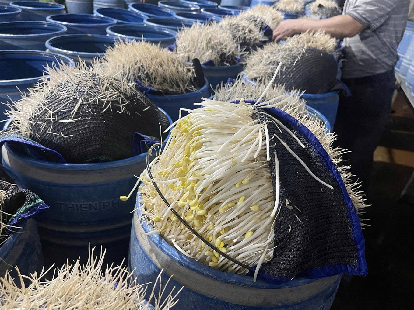 Ph&aacute;t hiện cơ sở sản xuất gi&aacute; đỗ d&ugrave;ng h&oacute;a chất độc hại tại L&agrave;o Cai - Ảnh 3.