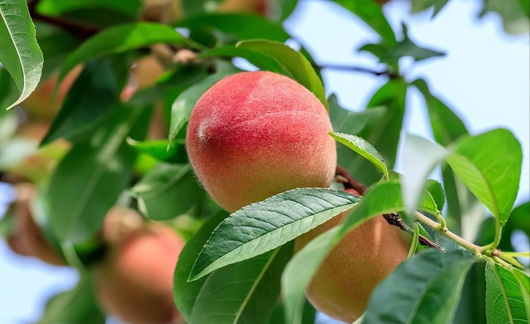 Mua đào chọn quả đầu nhọn hay đầu tròn: Hóa ra có sự khác biệt rõ ràng mà nhiều người chưa biết- Ảnh 1.
