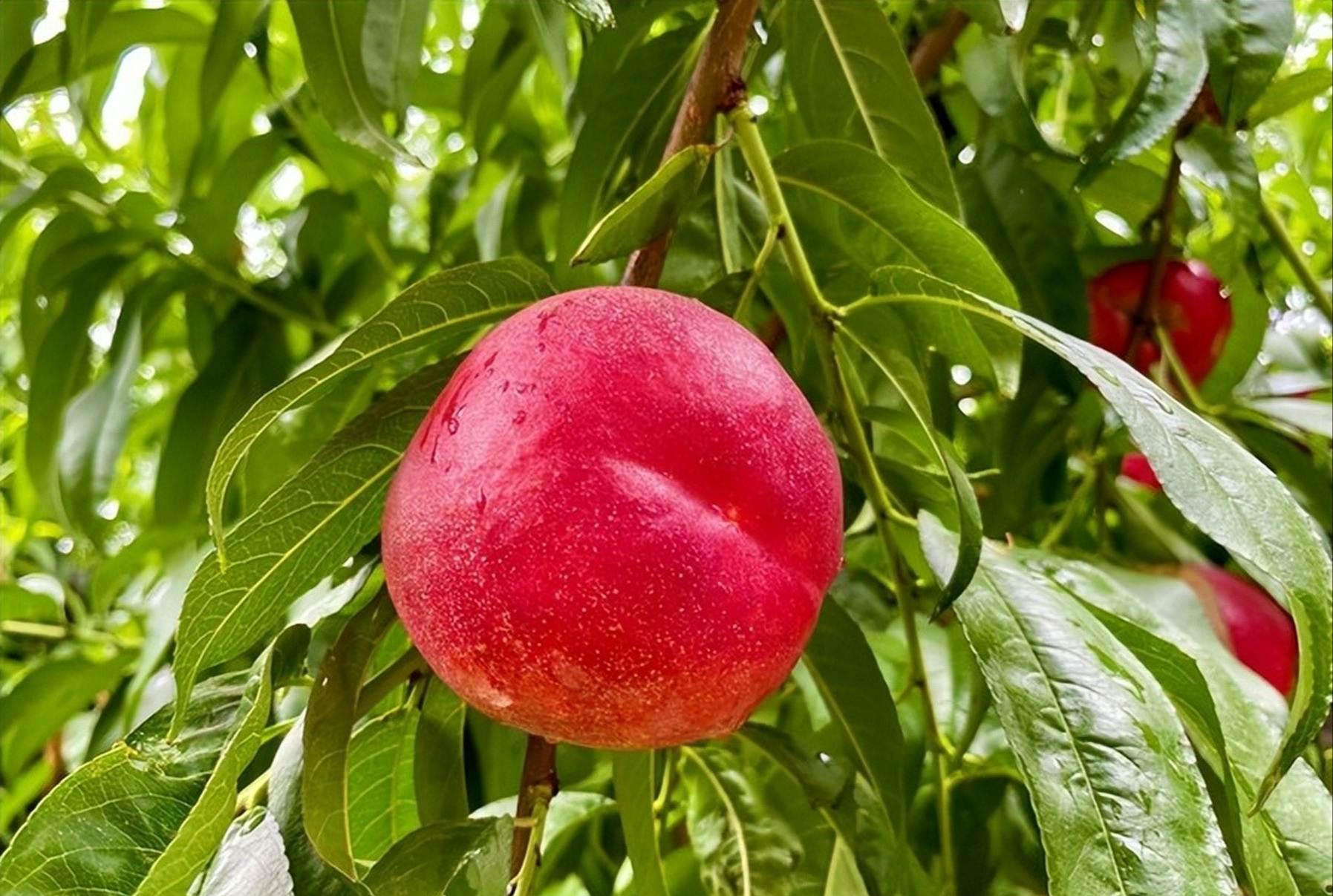 Mua đào chọn quả đầu nhọn hay đầu tròn: Hóa ra có sự khác biệt rõ ràng mà nhiều người chưa biết- Ảnh 3.