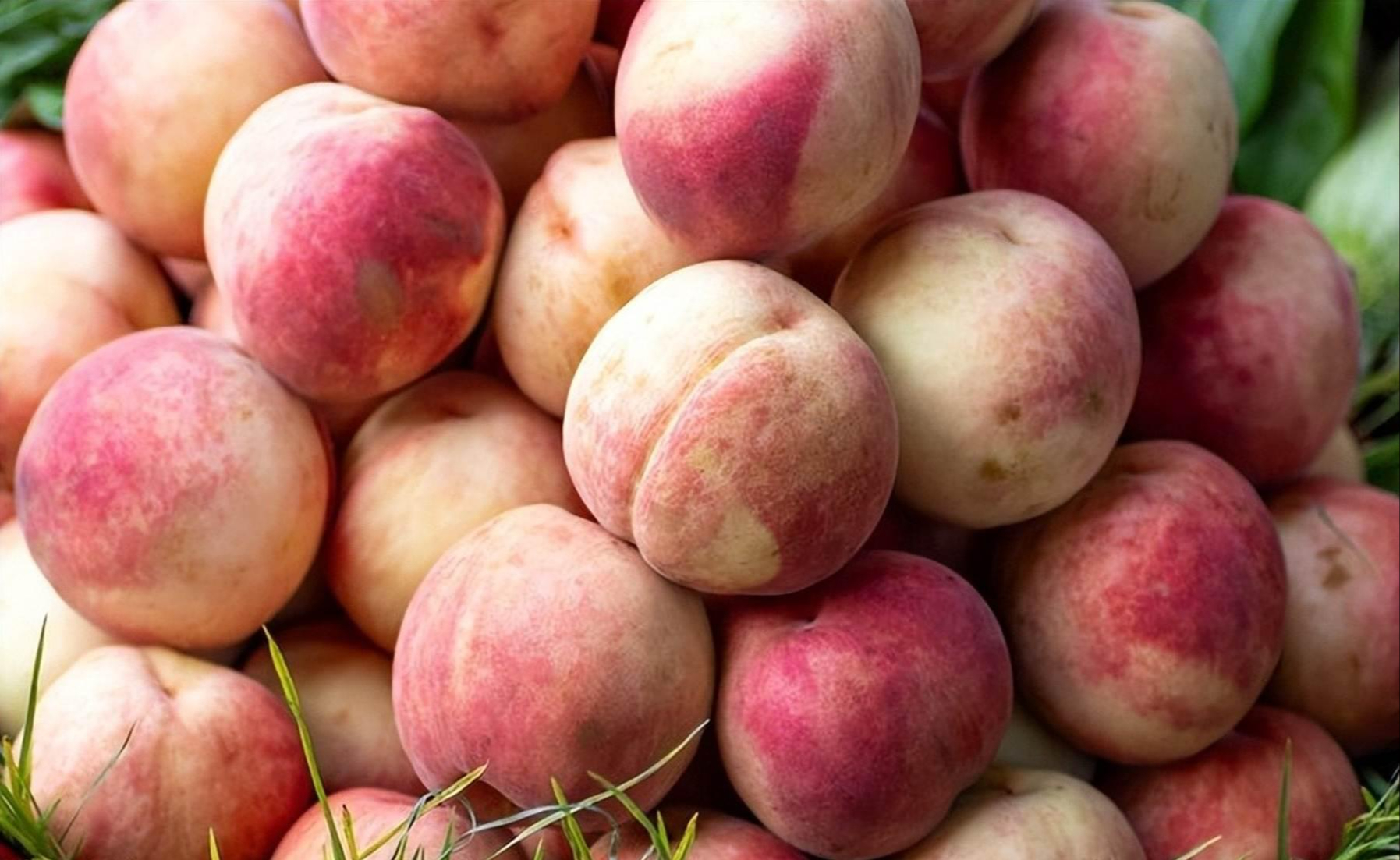 Mua đào chọn quả đầu nhọn hay đầu tròn: Hóa ra có sự khác biệt rõ ràng mà nhiều người chưa biết- Ảnh 4.