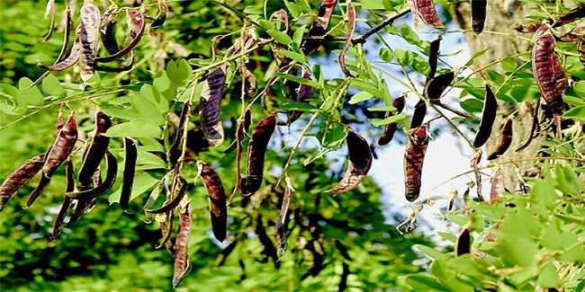 Cây bồ kết.