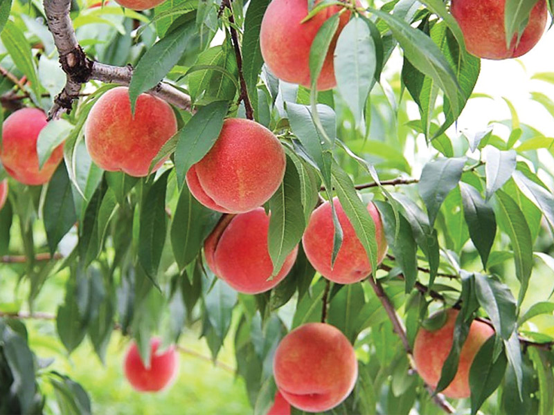 Mua đào chọn quả đầu nhọn hay đầu tròn: Hóa ra có sự khác biệt rõ ràng mà nhiều người chưa biết- Ảnh 5.