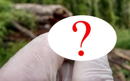 Lần theo tiếng động trên đám rêu ẩm ướt, cán bộ kiểm lâm hân hoan tìm thấy loài "tuyệt chủng" hơn 40 năm - Ảnh 6.