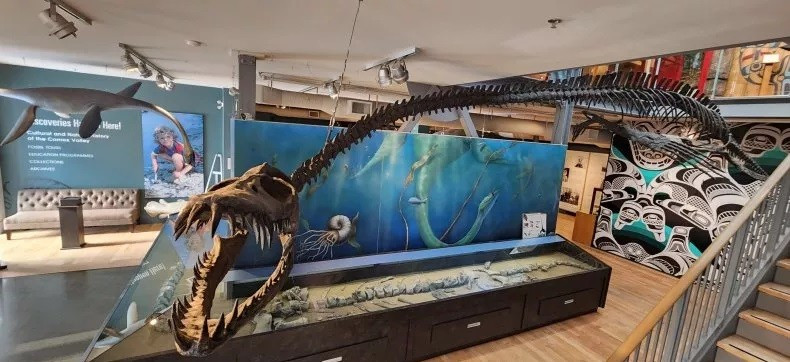 X&aacute;c nhận danh t&iacute;nh qu&aacute;i vật biển 85 triệu năm sau 40 năm b&iacute; ẩn- Ảnh 2.