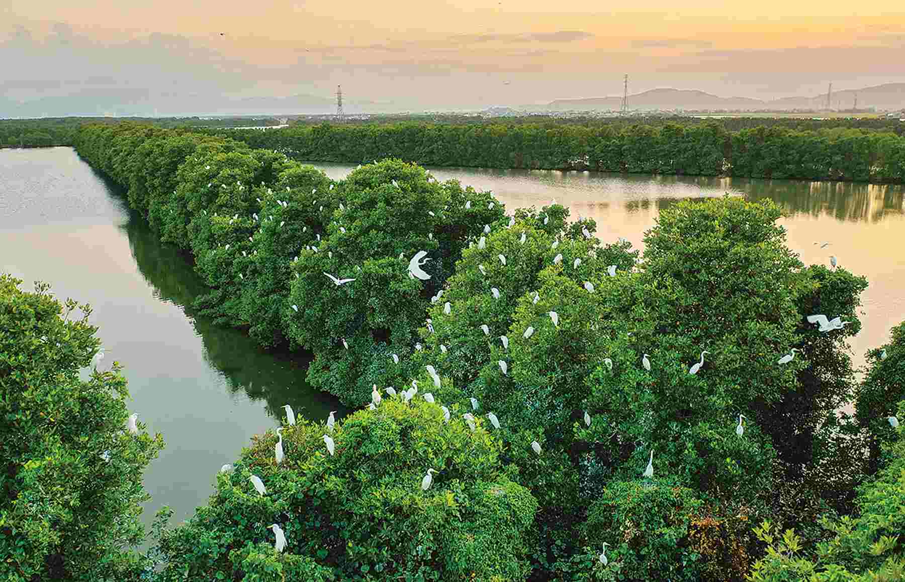 Hồi sinh những l&aacute; phổi xanh - Ảnh 1.