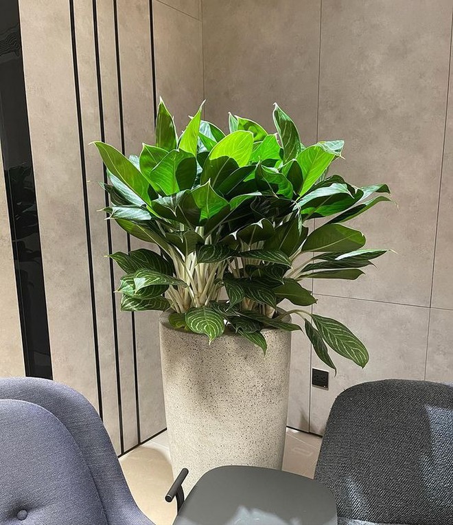 Người đ&agrave;n &ocirc;ng "thơm nhất Việt Nam" cưới vợ H&agrave;n xinh như mộng, sống trong căn hộ 20 tỷ sang hơn resort 5 sao- Ảnh 13.