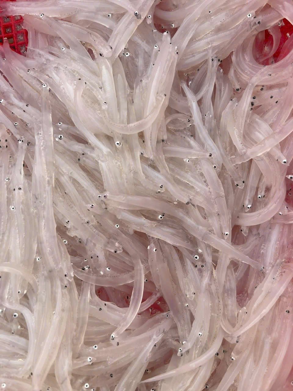 Loại đặc sản được v&iacute; như "ngọc trong nước" chỉ c&oacute; ở s&ocirc;ng Đ&agrave;, nhiều người kh&ocirc;ng ngại vượt h&agrave;ng trăm c&acirc;y số đến 2 tỉnh n&agrave;y để thưởng thức- Ảnh 3.