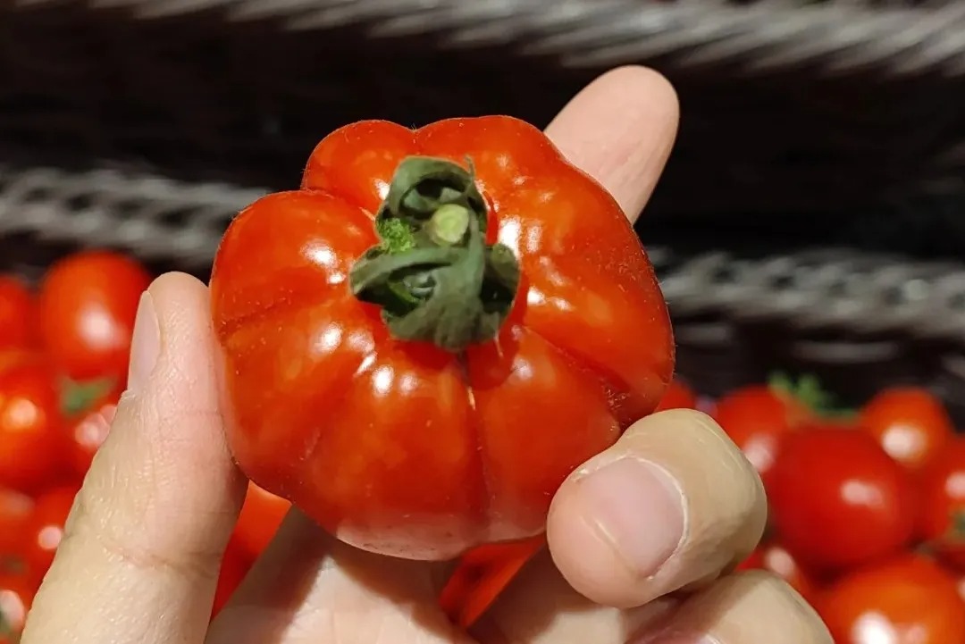 4 loại c&agrave; chua độc hại: Loại dễ g&acirc;y ung thư, loại "tra tấn" dạ d&agrave;y, chợ b&aacute;n rẻ mấy cũng quay xe - Ảnh 2.