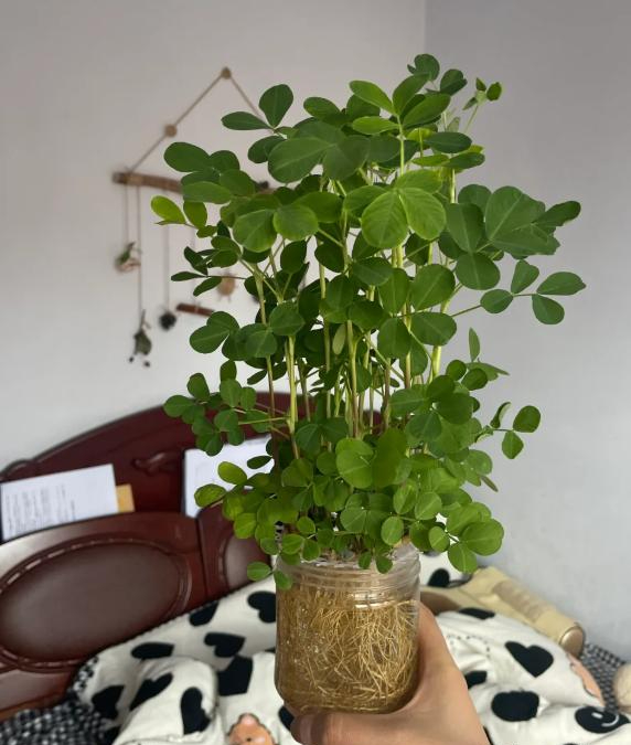 Tôi học mẹ chồng trồng rau thủy canh: Không ngờ khoai lang, gừng, củ cải đều hóa thành cây xanh tuyệt đẹp trong nhà- Ảnh 4. Tôi học mẹ chồng trồng rau thủy canh: Không ngờ khoai lang, gừng, củ cải đều hóa thành cây xanh tuyệt đẹp trong nhà- Ảnh 4.