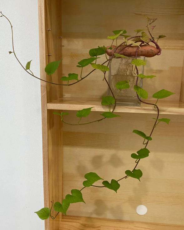 Tôi học mẹ chồng trồng rau thủy canh: Không ngờ khoai lang, gừng, củ cải đều hóa thành cây xanh tuyệt đẹp trong nhà- Ảnh 6. Tôi học mẹ chồng trồng rau thủy canh: Không ngờ khoai lang, gừng, củ cải đều hóa thành cây xanh tuyệt đẹp trong nhà- Ảnh 6.