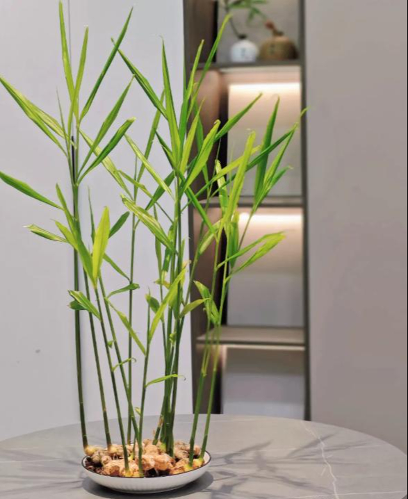 Tôi học mẹ chồng trồng rau thủy canh: Không ngờ khoai lang, gừng, củ cải đều hóa thành cây xanh tuyệt đẹp trong nhà- Ảnh 9. Tôi học mẹ chồng trồng rau thủy canh: Không ngờ khoai lang, gừng, củ cải đều hóa thành cây xanh tuyệt đẹp trong nhà- Ảnh 9.