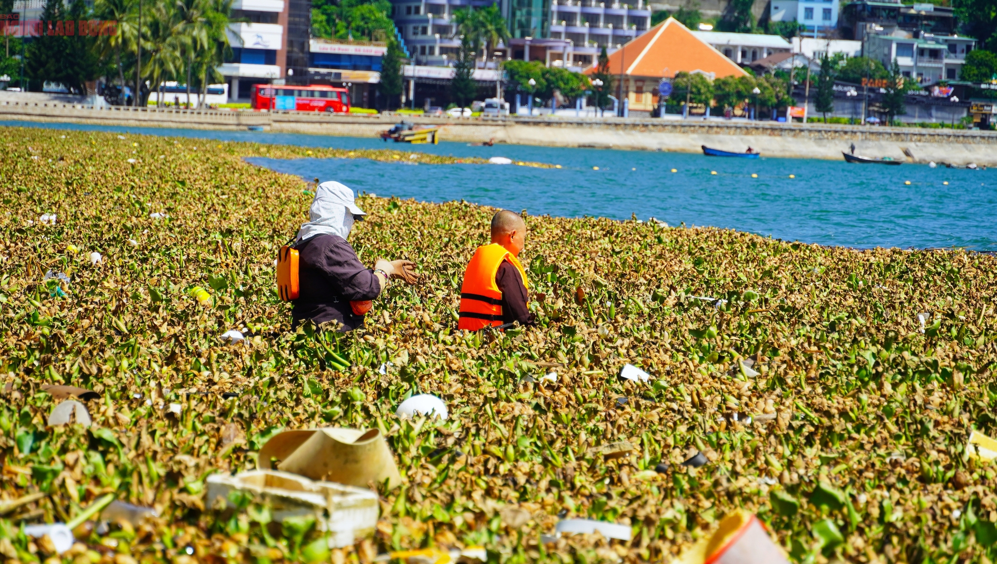 Lục bình dạt vào Bãi Trước Vũng Tàu: Hiện tượng chưa từng thấy - Ảnh 4.