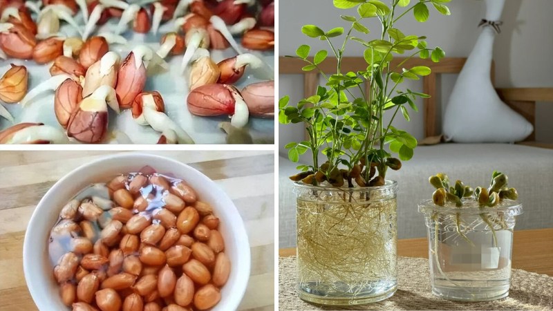 Tôi học mẹ chồng trồng rau thủy canh: Không ngờ khoai lang, gừng, củ cải đều hóa thành cây xanh tuyệt đẹp trong nhà- Ảnh 3. Tôi học mẹ chồng trồng rau thủy canh: Không ngờ khoai lang, gừng, củ cải đều hóa thành cây xanh tuyệt đẹp trong nhà- Ảnh 3.
