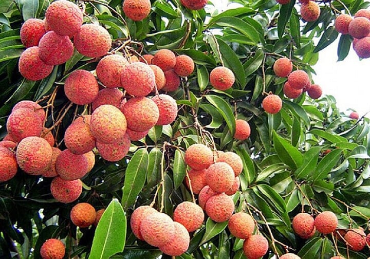- Ảnh 1.