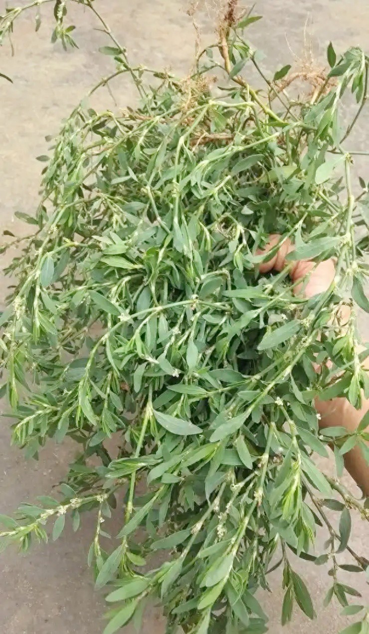 - Ảnh 3. - Ảnh 3.