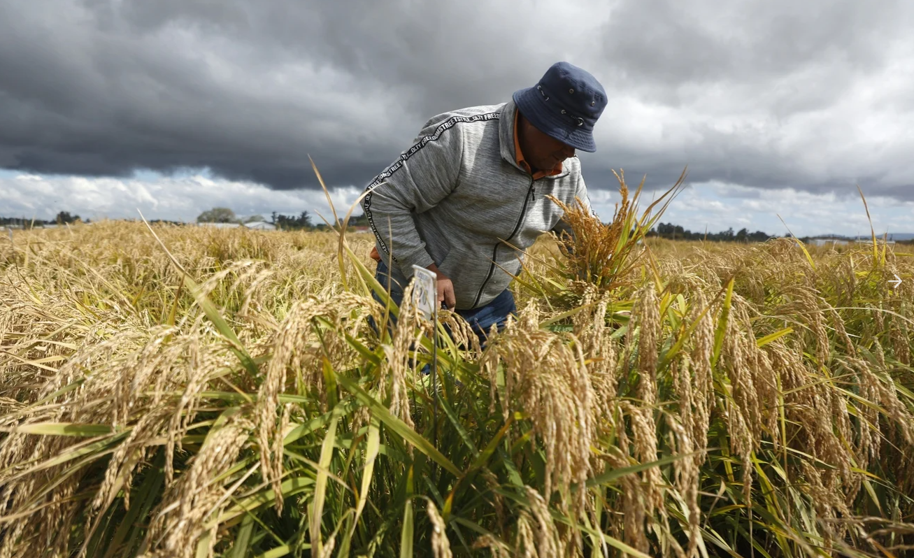 Bước tiến đ&aacute;ng kinh ngạc ở c&aacute;nh đồng l&uacute;a cực Nam thế giới- Ảnh 1.