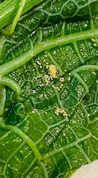 Ăn rau ở quầy buffet khách sạn, vị khách tái mặt khi phát hiện "thứ đáng sợ" - Ảnh 1.